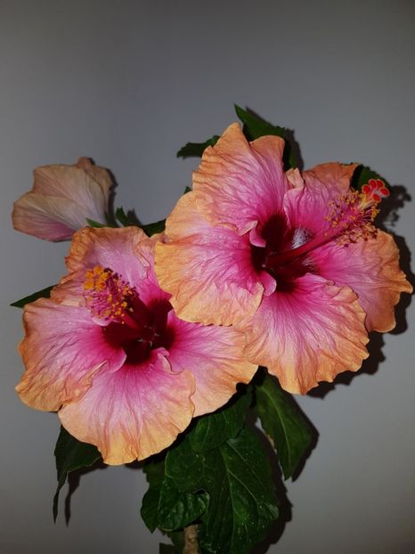  - Hibiscus Erin Rachel
