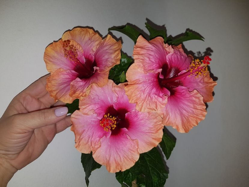  - Hibiscus Erin Rachel