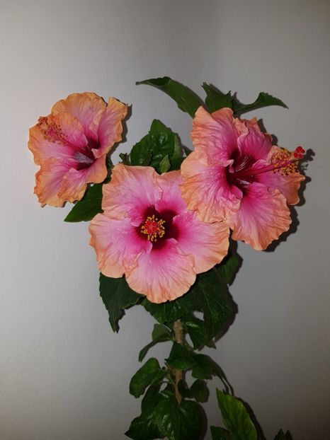  - Hibiscus Erin Rachel