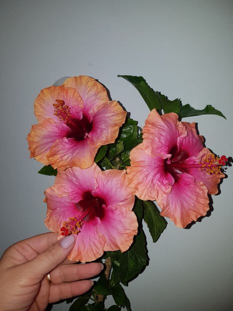  - Hibiscus Erin Rachel