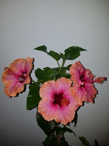  - Hibiscus Erin Rachel