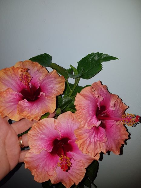  - Hibiscus Erin Rachel