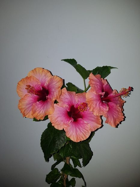  - Hibiscus Erin Rachel