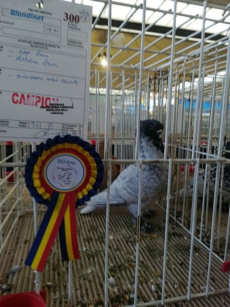  - Porumbeii mei in expozitii