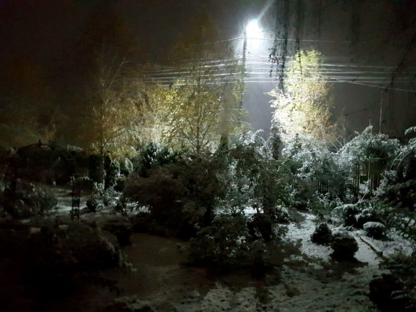 15 Nov , ninge de adevaratelea ! - 2018_Noiembrie - Decembrie