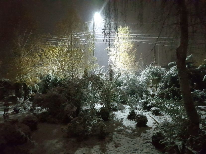 Ce noroc ca am apucat sa strang prin gradina.... - 2018_Noiembrie - Decembrie