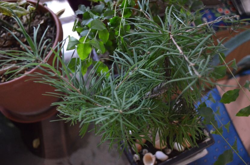  - suculente si cactusi