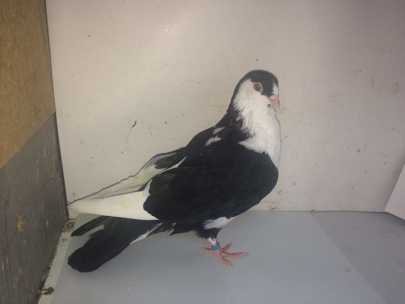 7178  femelă  2018_3 - tineret 2018