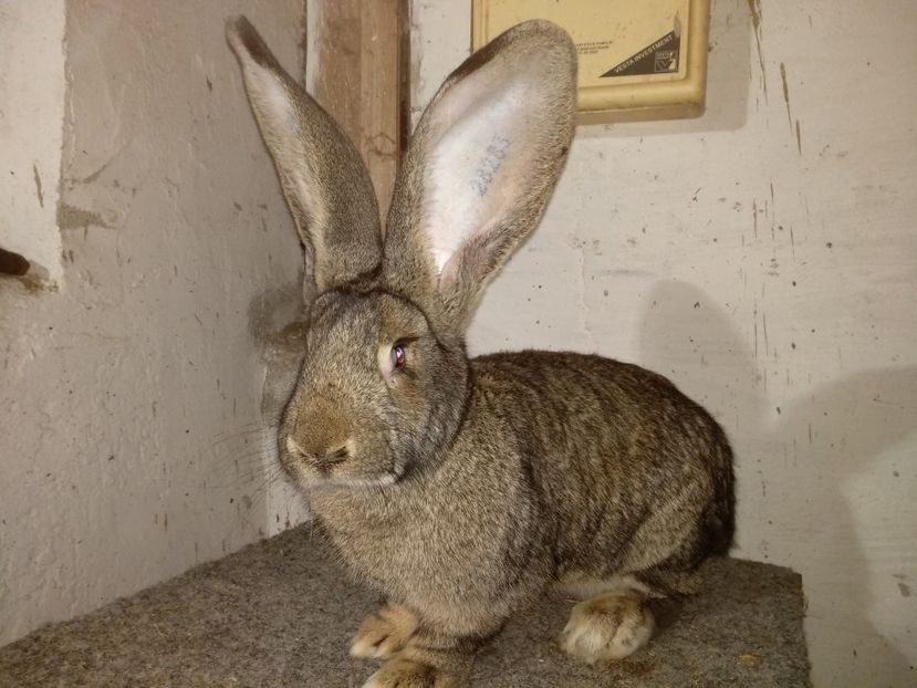 1 - 7 U_D RO 25 U_S 28283 de vânzare