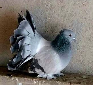  - Voltati indieni matca 2019