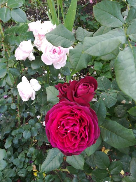  - Astrid Grafin von Hardenberg