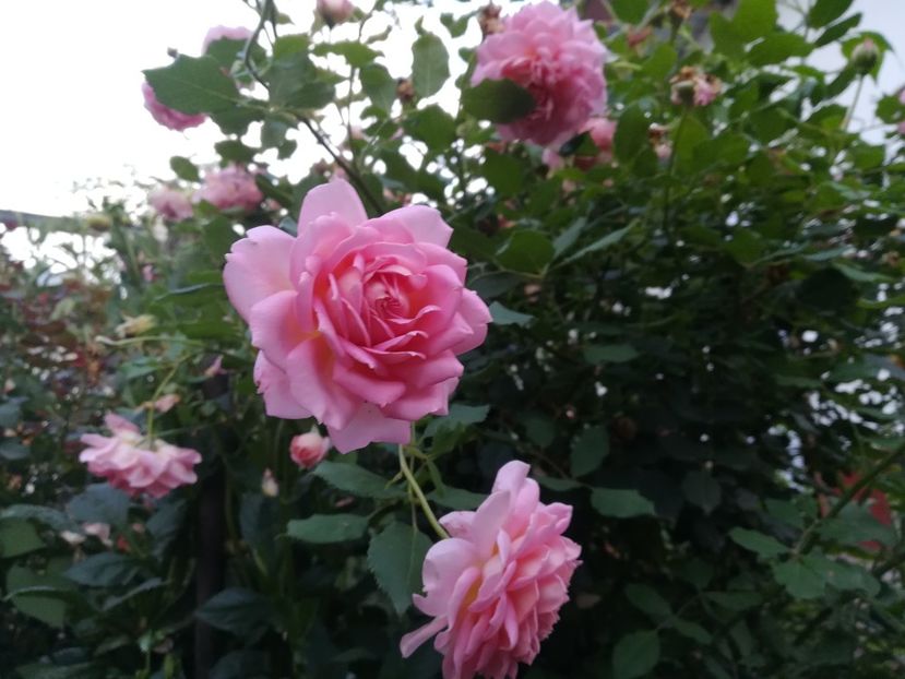  - jubilee celebration