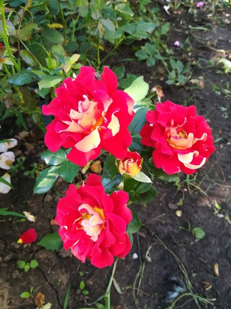  - Ketchup si Mustard