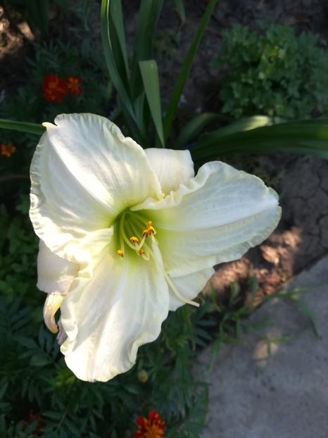  - hemerocallis