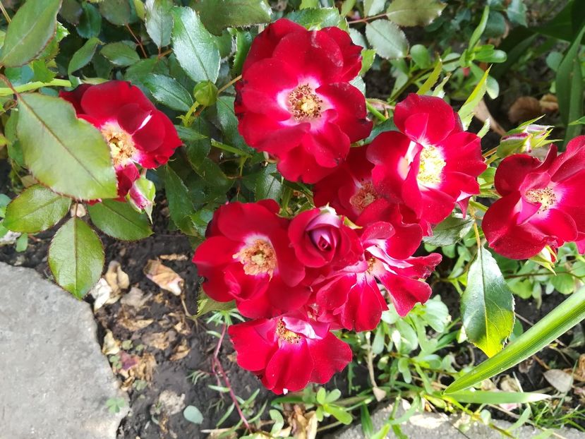  - Patrik Poivre Darvor