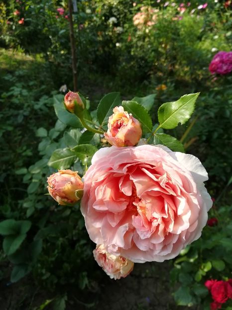 Abraham Darby- rezervat - De vanzare-TOAMNA 2020