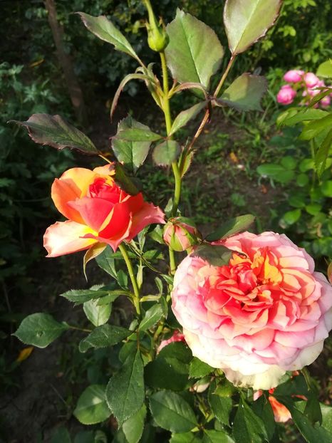  - necunoscut mini roz