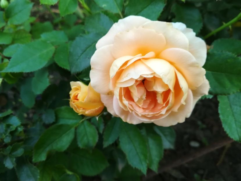  - crown princess margareta