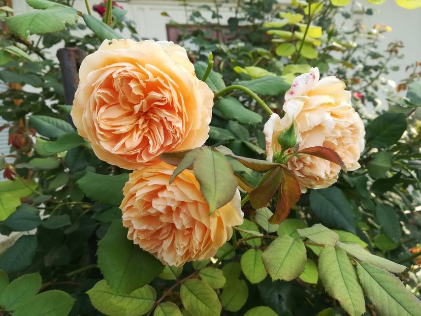  - crown princess margareta