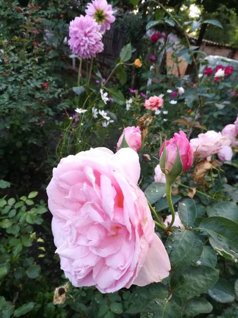  - Dames de Chenonceau