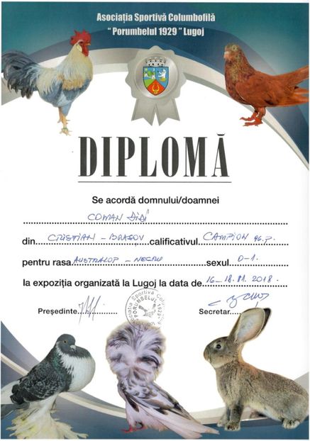 Lugoj 2018 - 04 Cupe si diplome obtinute