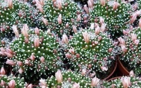 poza net - mammillaria painteri