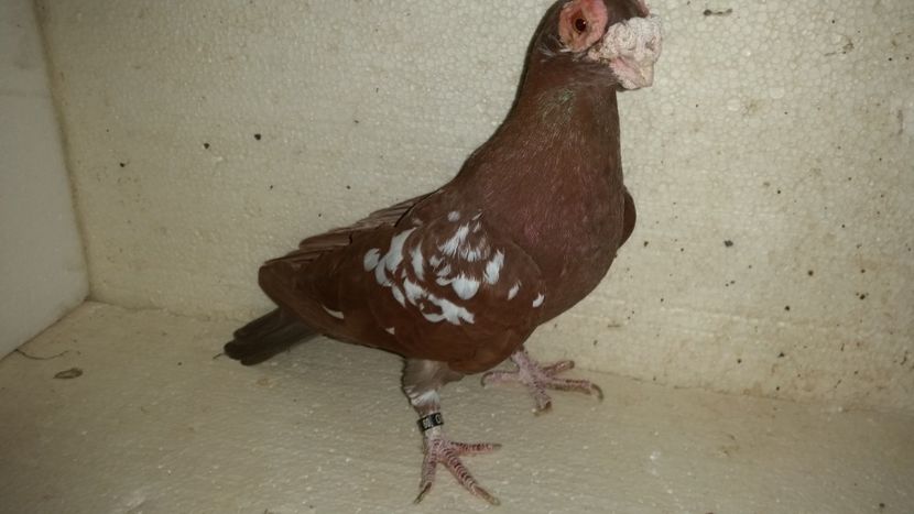  - PORUMBEI PASIUNE PERFECTIUNE PERSPECTIVE