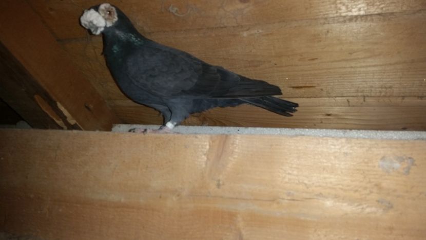  - PORUMBEI PASIUNE PERFECTIUNE PERSPECTIVE