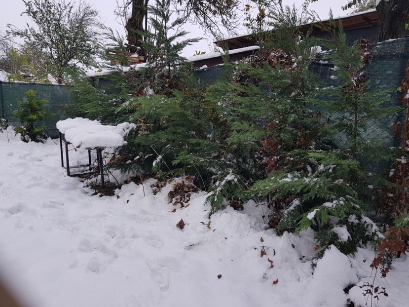 Am scuturat Leylandii ca erau aplecati pana la pamant - 2018_Noiembrie - Decembrie