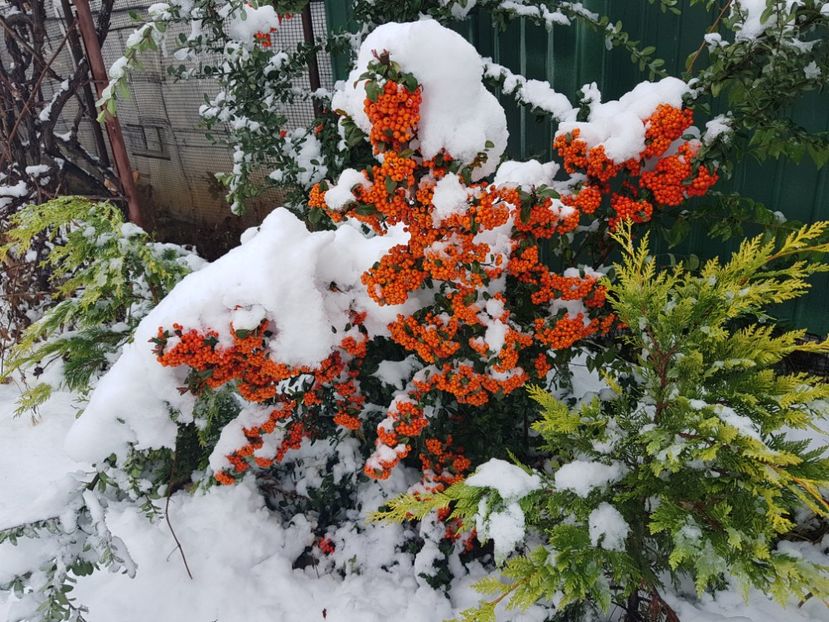 Pyracantha - 2018_Noiembrie - Decembrie