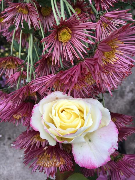 E153E83D-BCD2-49B8-99B5-69B06882F397 - Crizanteme 2018