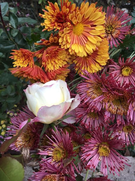 B575F393-138C-487D-9538-E298F6BEDD86 - Crizanteme 2018