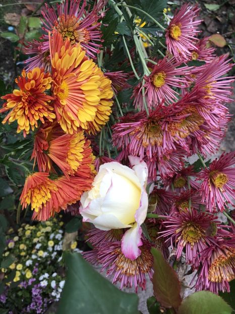 D28D0378-B13A-4B5A-B04B-9A2797F1C87A - Crizanteme 2018