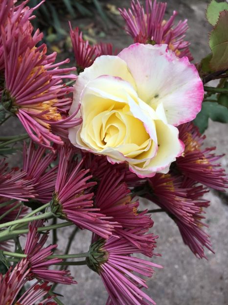 84258B4B-64A0-4070-ABA5-E9F7A67E7BDB - Crizanteme 2018