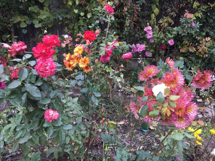 E7F191BA-7A61-44A1-AC05-99B8F1F9196C - Crizanteme 2018