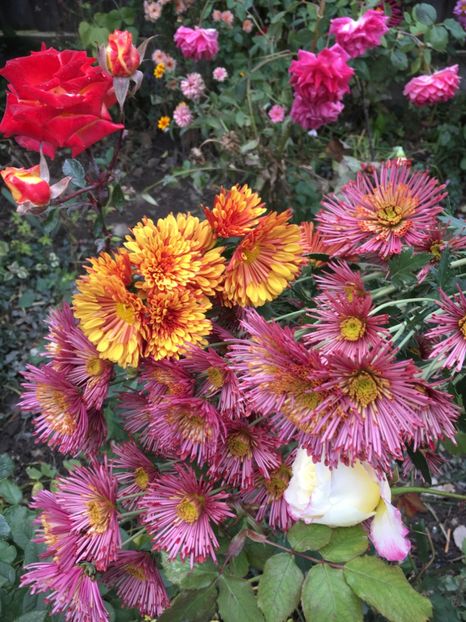 5FF1A7E0-CB53-45A6-94F4-D3AD6FFD9CF4 - Crizanteme 2018