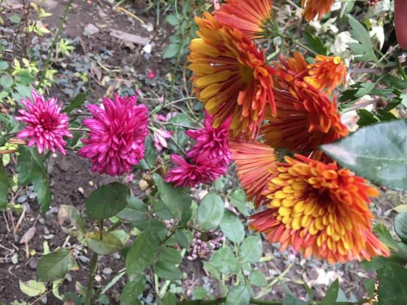 FF737B89-EDCC-4CAB-B573-2203C8B6B740 - Crizanteme 2018