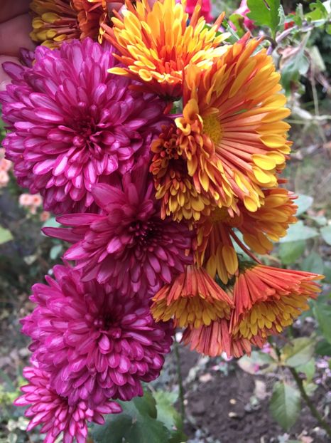 FC00BB93-B06A-4280-B731-73DDFFACCF18 - Crizanteme 2018