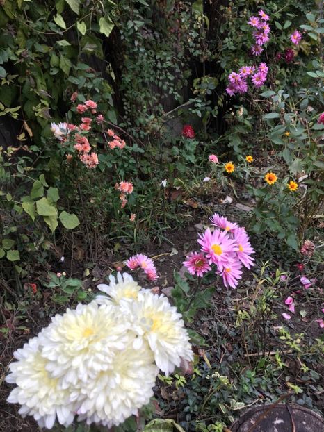 E854FA7D-1787-4E9D-8C72-DCA2551E6494 - Crizanteme 2018