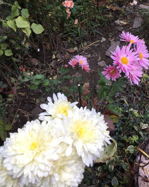 16484A72-8AA6-47A5-869C-34C32368ED37 - Crizanteme 2018