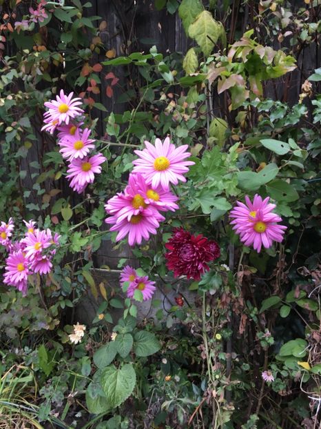 7F650F47-8F9F-49C6-B89C-6473586FD392 - Crizanteme 2018