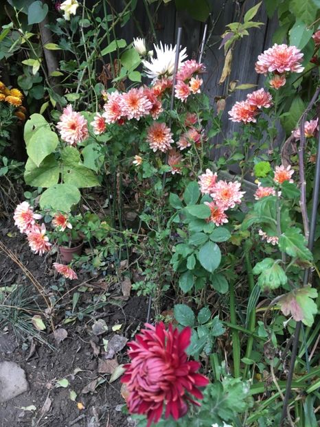 1B0D336D-4D73-4EEE-B915-CCA04EAD8CB5 - Crizanteme 2018