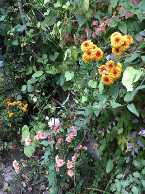 455C8091-EB8E-4BDE-9063-C11E21D27836 - Crizanteme 2018