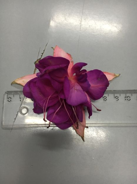 Royal Mosaic - Fucsii 2018