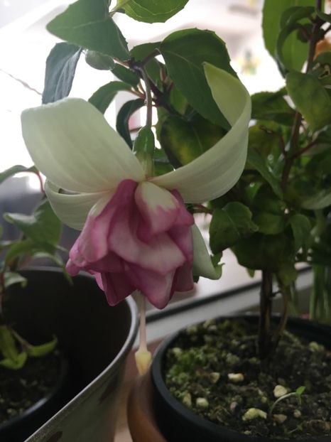 flying scotsman - Fucsii 2018