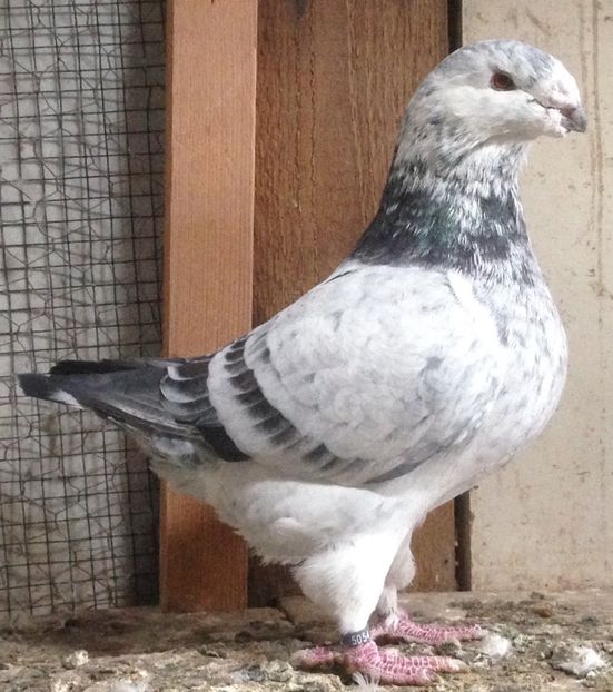 M - 3-VOIAJORI AMERICANI-american giant homer