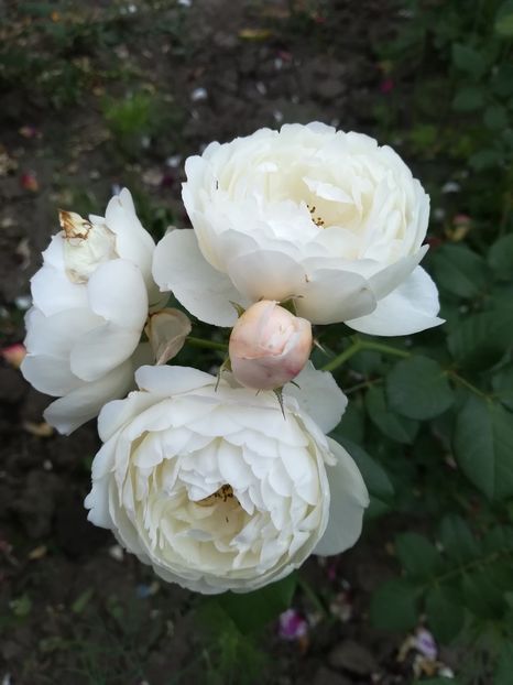  - william and catherine