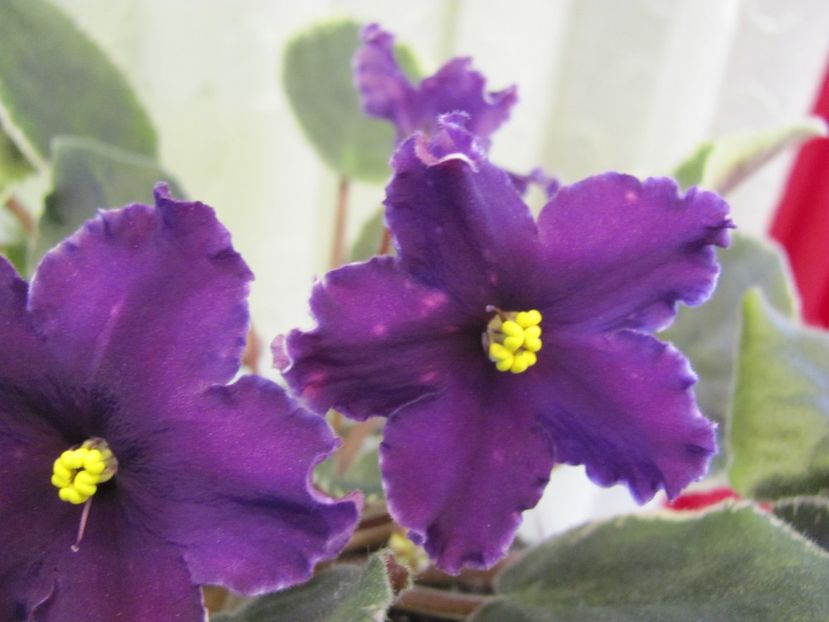  - zzzzLE-Yuzhnaya Noch