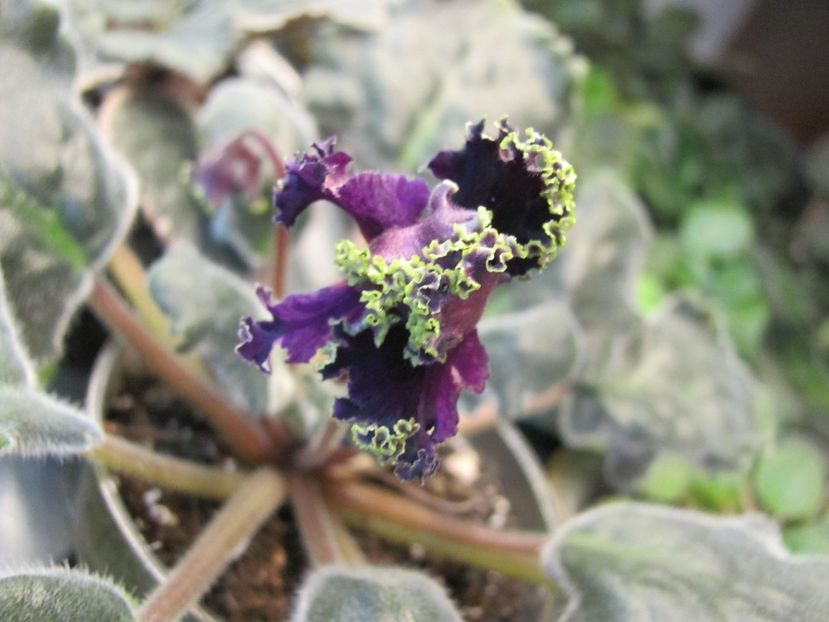  - ZzZPurple Passion sport