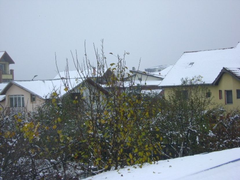 19 nov. 2018 - primul viscol, prima zapada, primul ger - Toamna 2018-2019